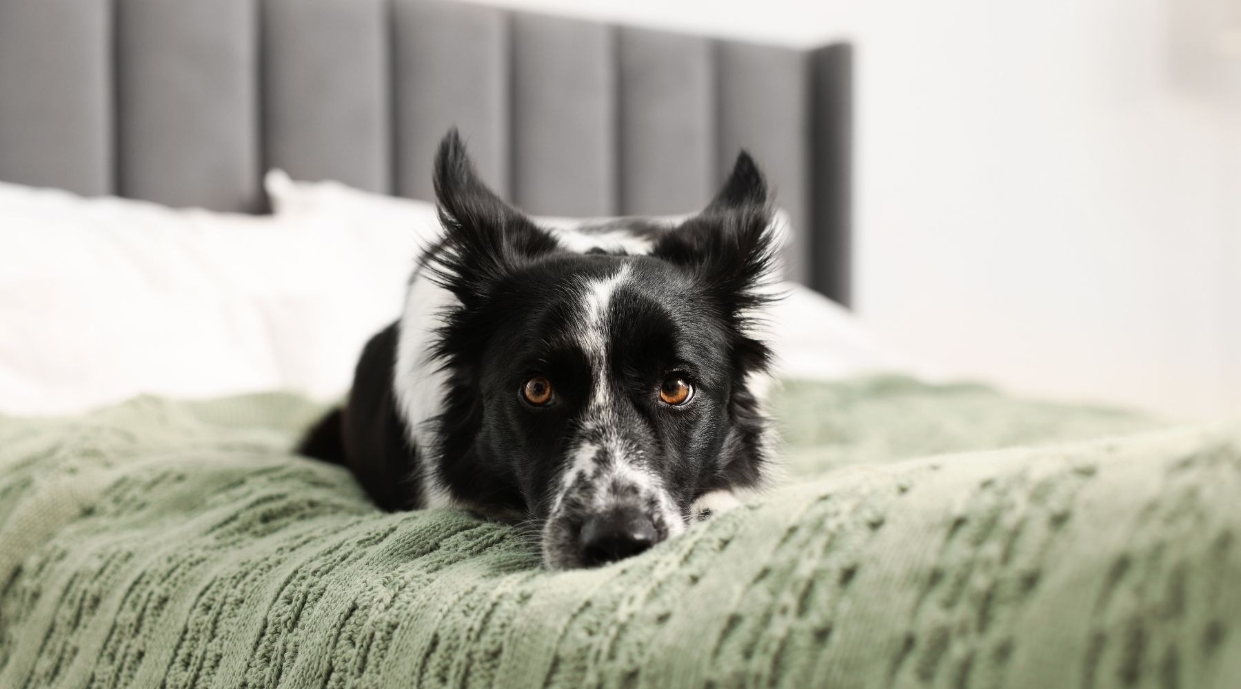 Maywood is a pet-friendly community!