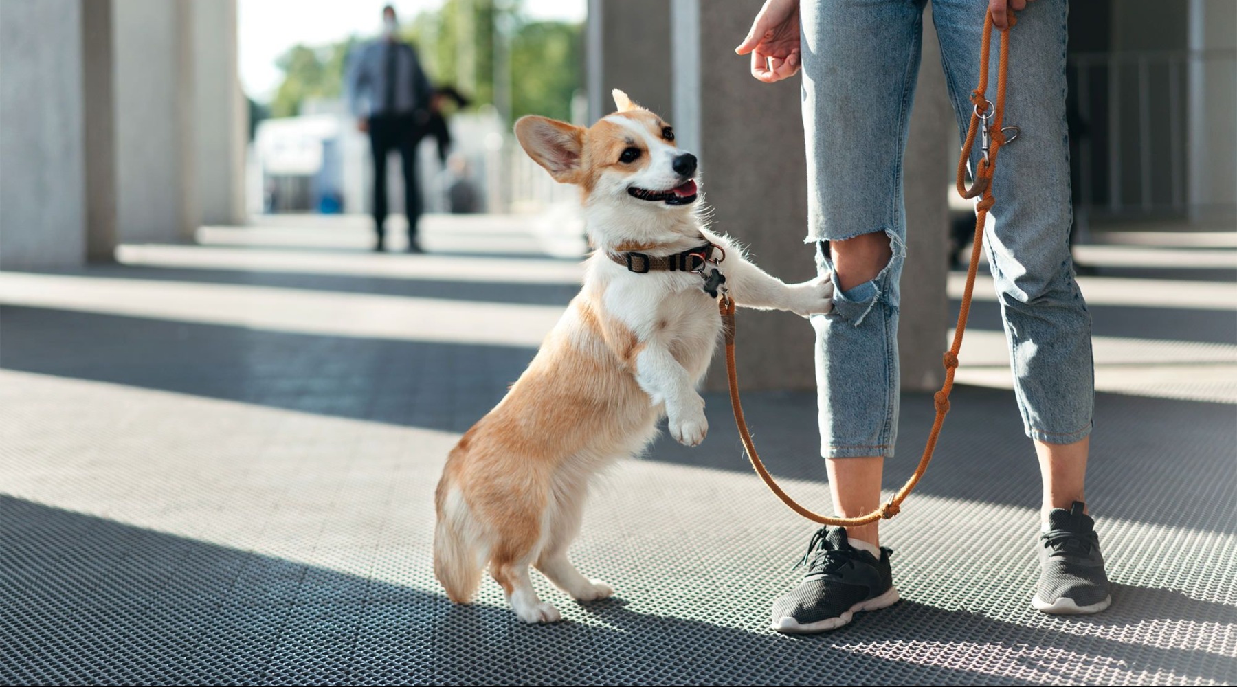 a dog on a leash